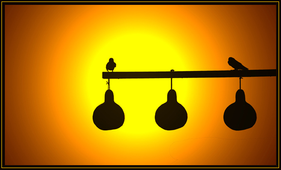 PurpleMartins