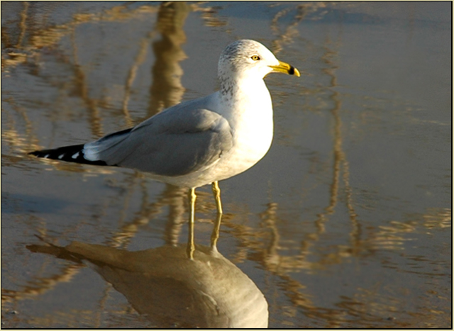 Sentry
