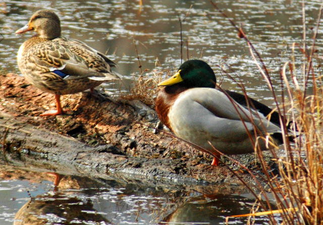Mallards