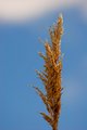 Weed (IMG_1037-01)