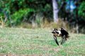 Kookaburra (IMG_5099-01)