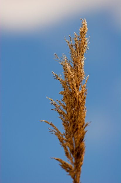 Weed (IMG_1037-01)