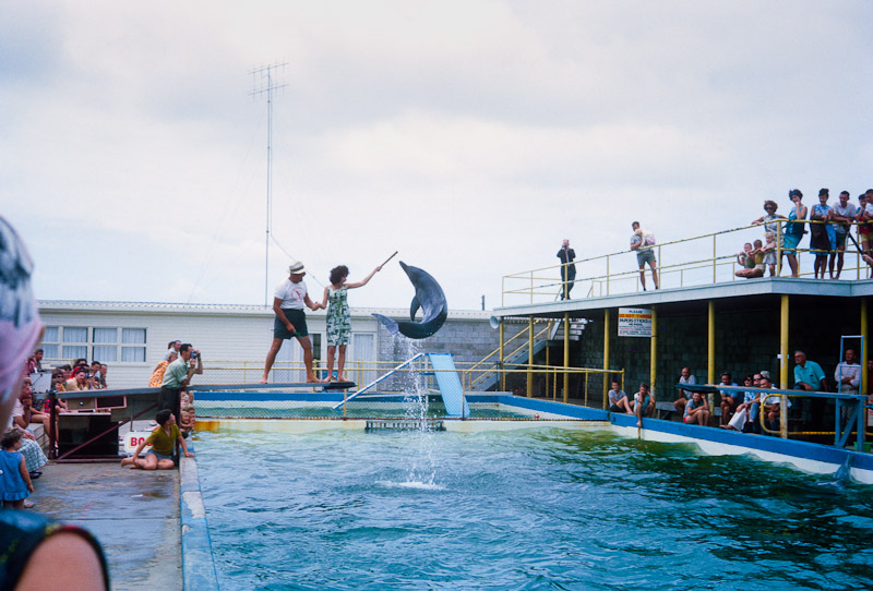 20101021_800px_1003 - Dolphin