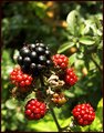 Berries
