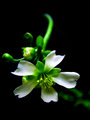 Venus Flytrap Flower