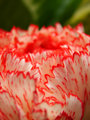 Carnation