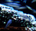 Weird Fishes III