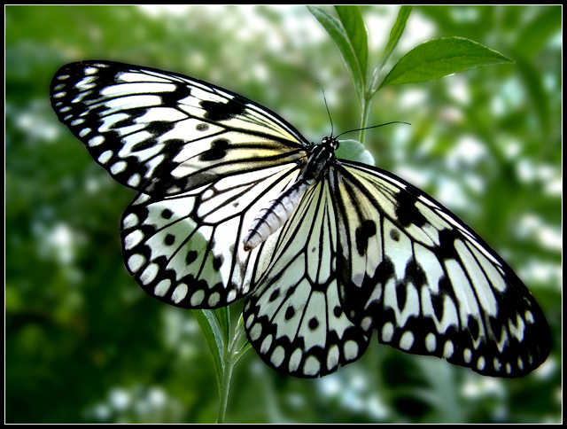 Lace Wing Butterfly