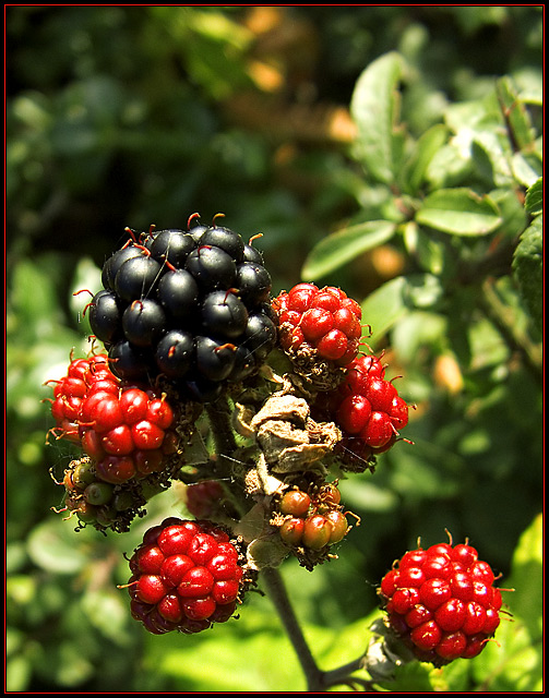 Berries