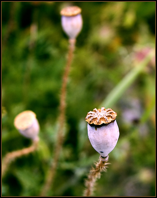 Poppy Seed Head II