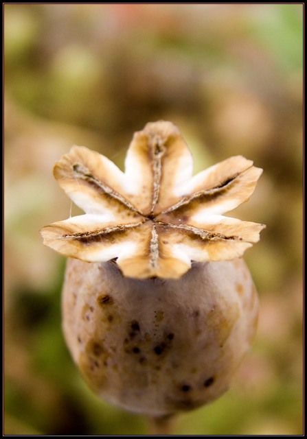 Poppy Seed Head III