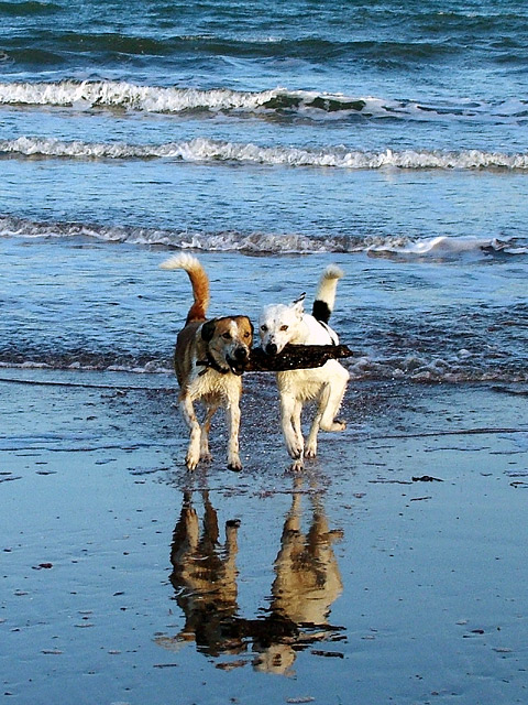 Poppy & Bess
