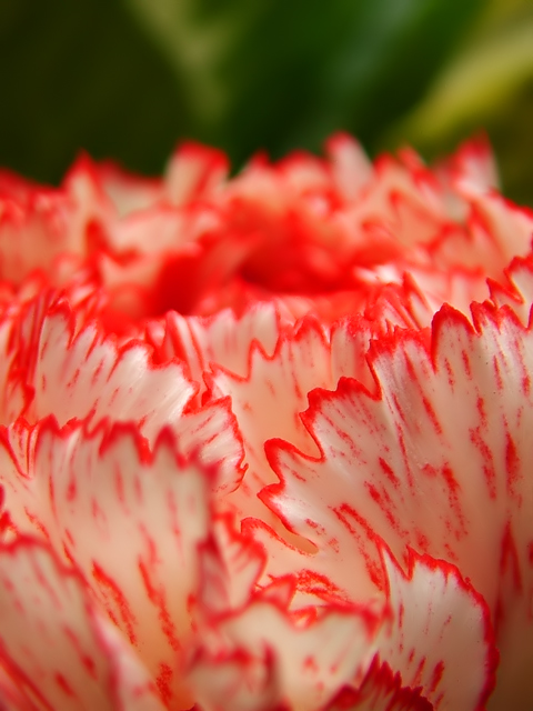 Carnation