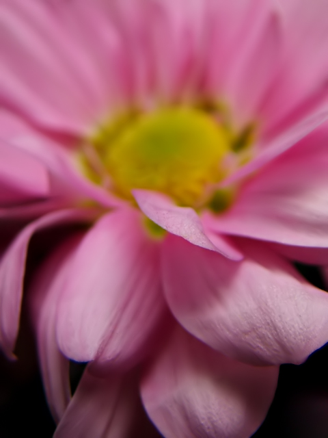 Pink Chrysanthemum