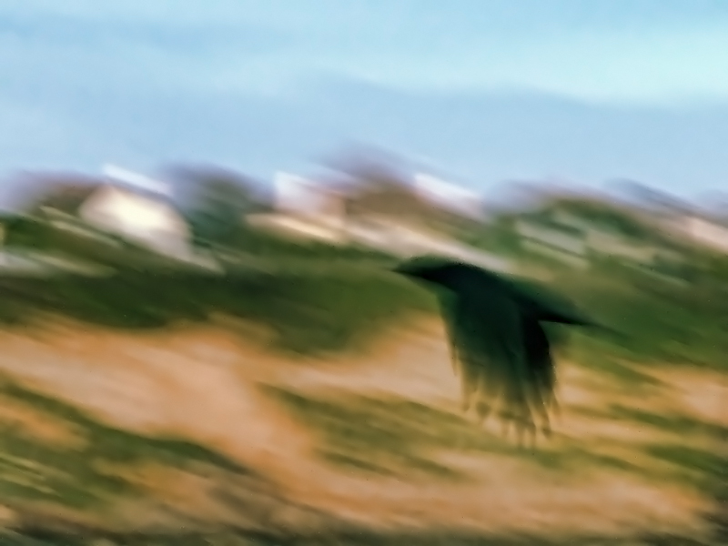 As The Crow Flies