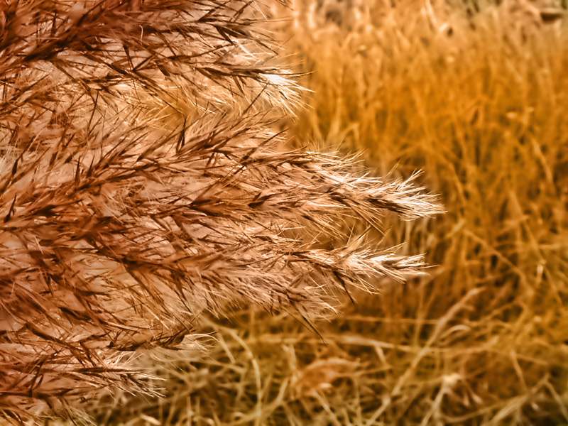 Bulrushes