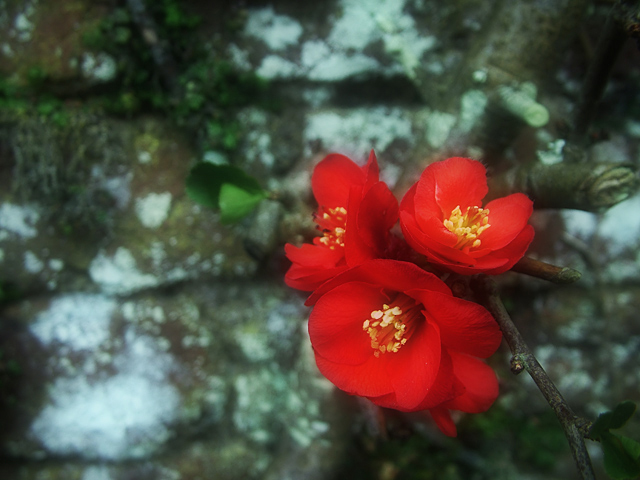 Red Rose