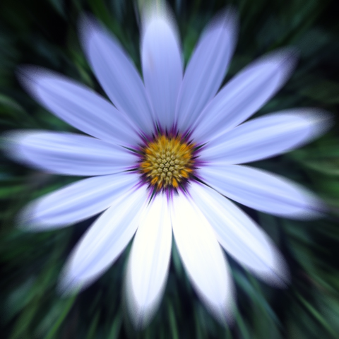 Livingstone Daisy Zoom Blur