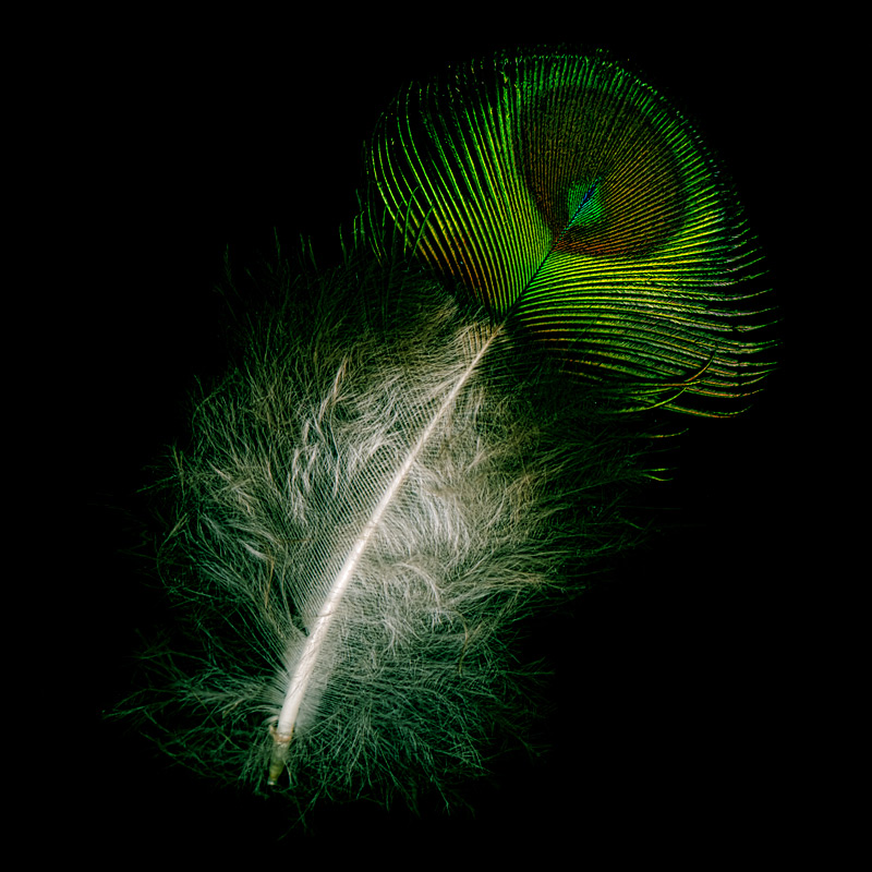 Peacock Feather