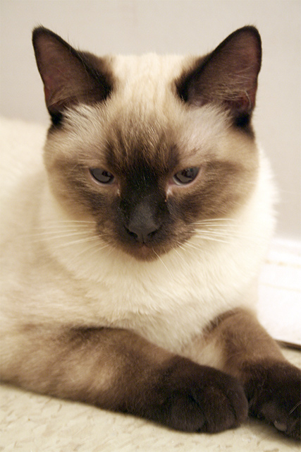 Java
