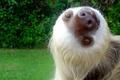 sloth.jpg