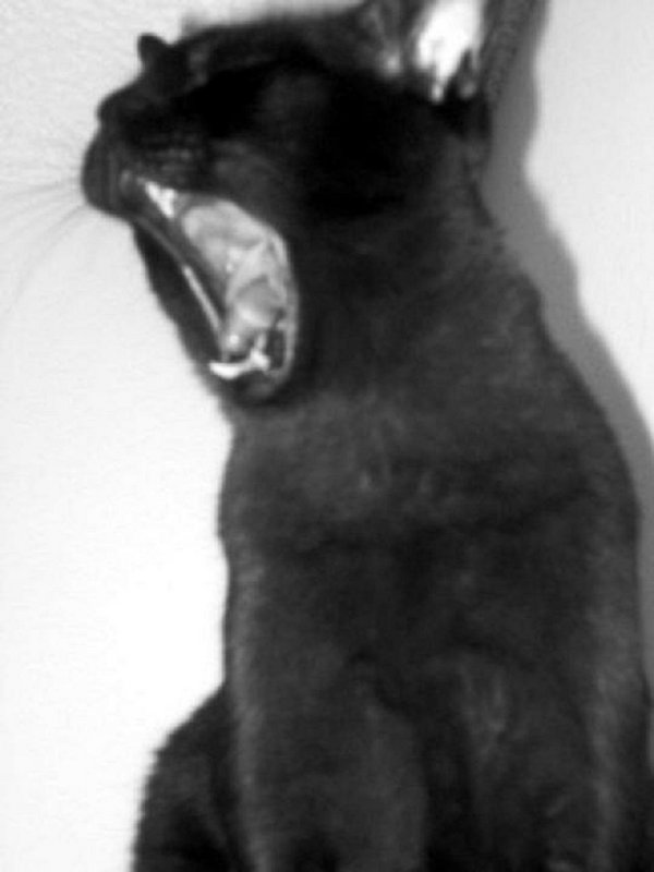 Roar.jpg