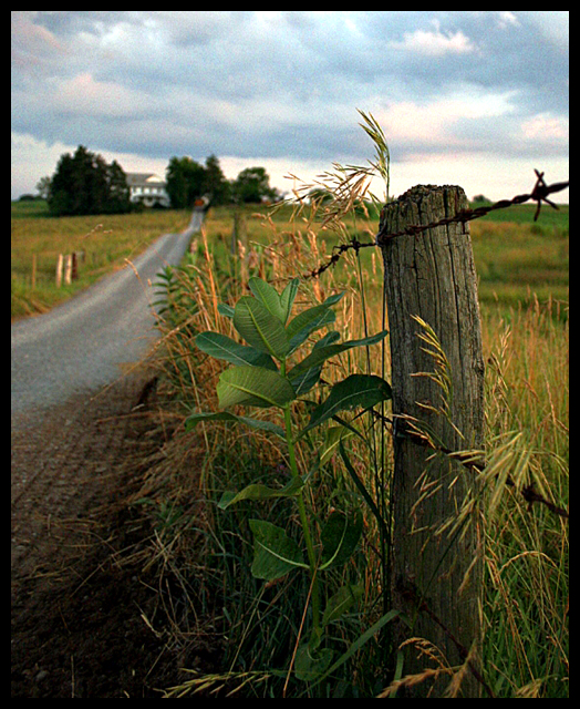 Life on the Farm