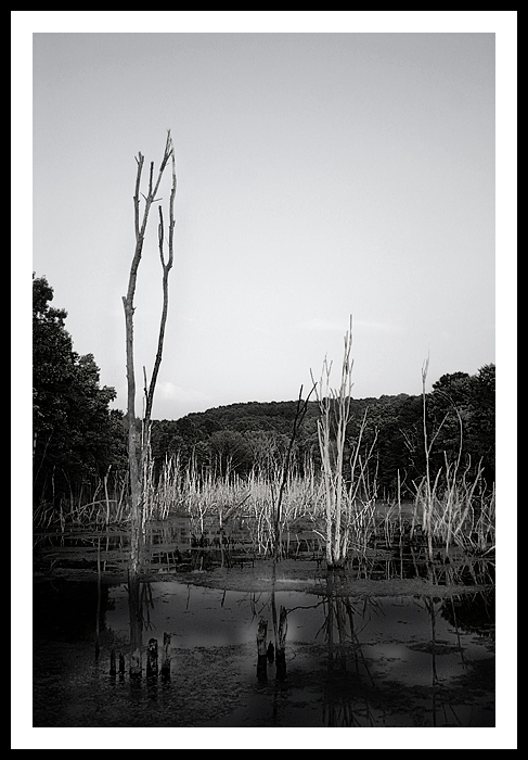 The Marsh