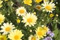 Yellow Daises