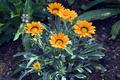 Orange Flowers