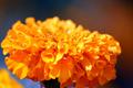 Giant Marigold