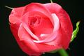 Red Tea Rose