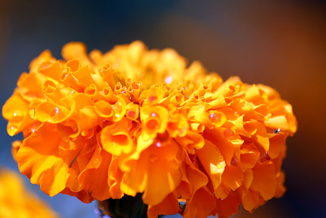 Giant Marigold