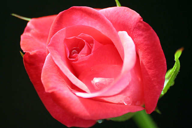 Red Tea Rose