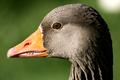 Goose