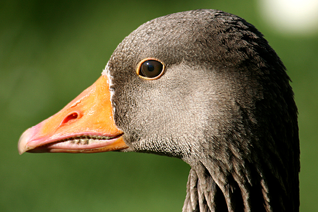 Goose