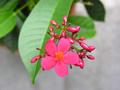 Red Flower