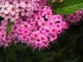 Little Pinks