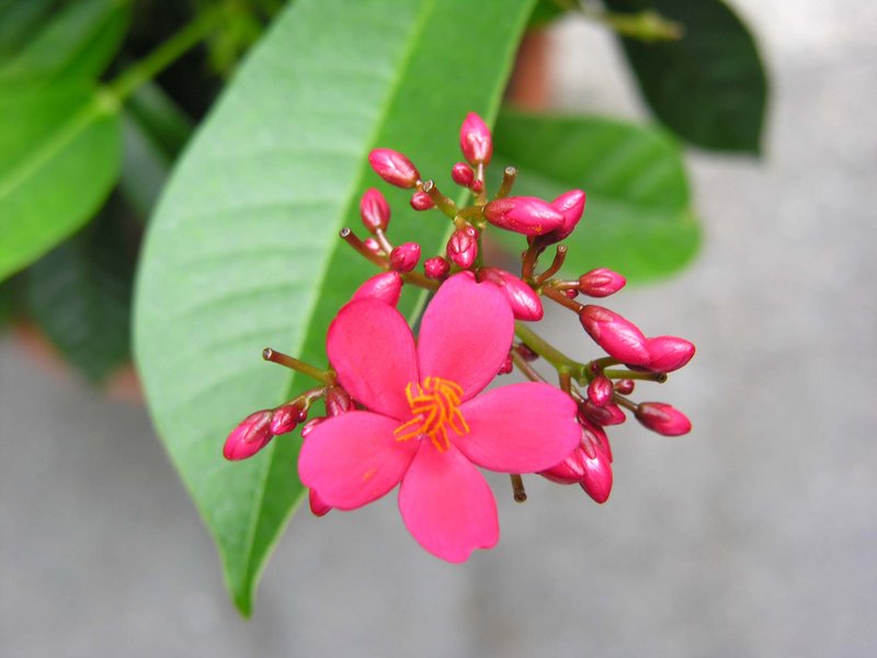 Red Flower