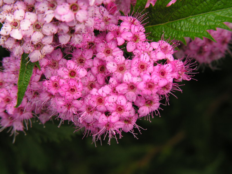 Little Pinks