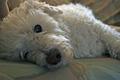Buddy