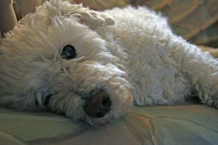 Buddy