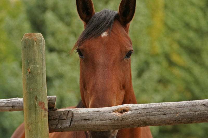 Buck