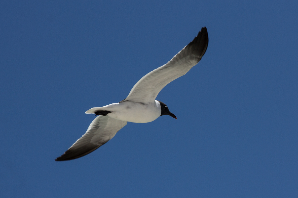 02 - Laughing Gull
