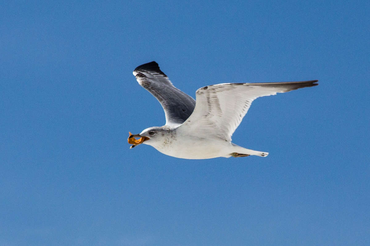 03 - Ring Billed Gull