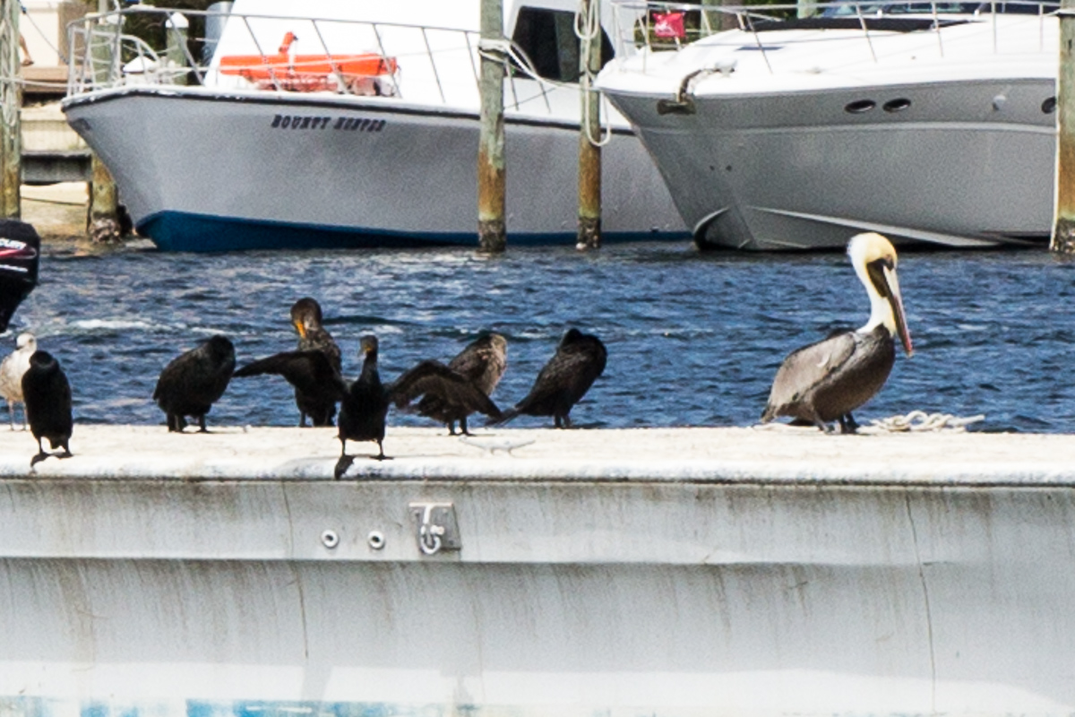 05 - Brown Pelican