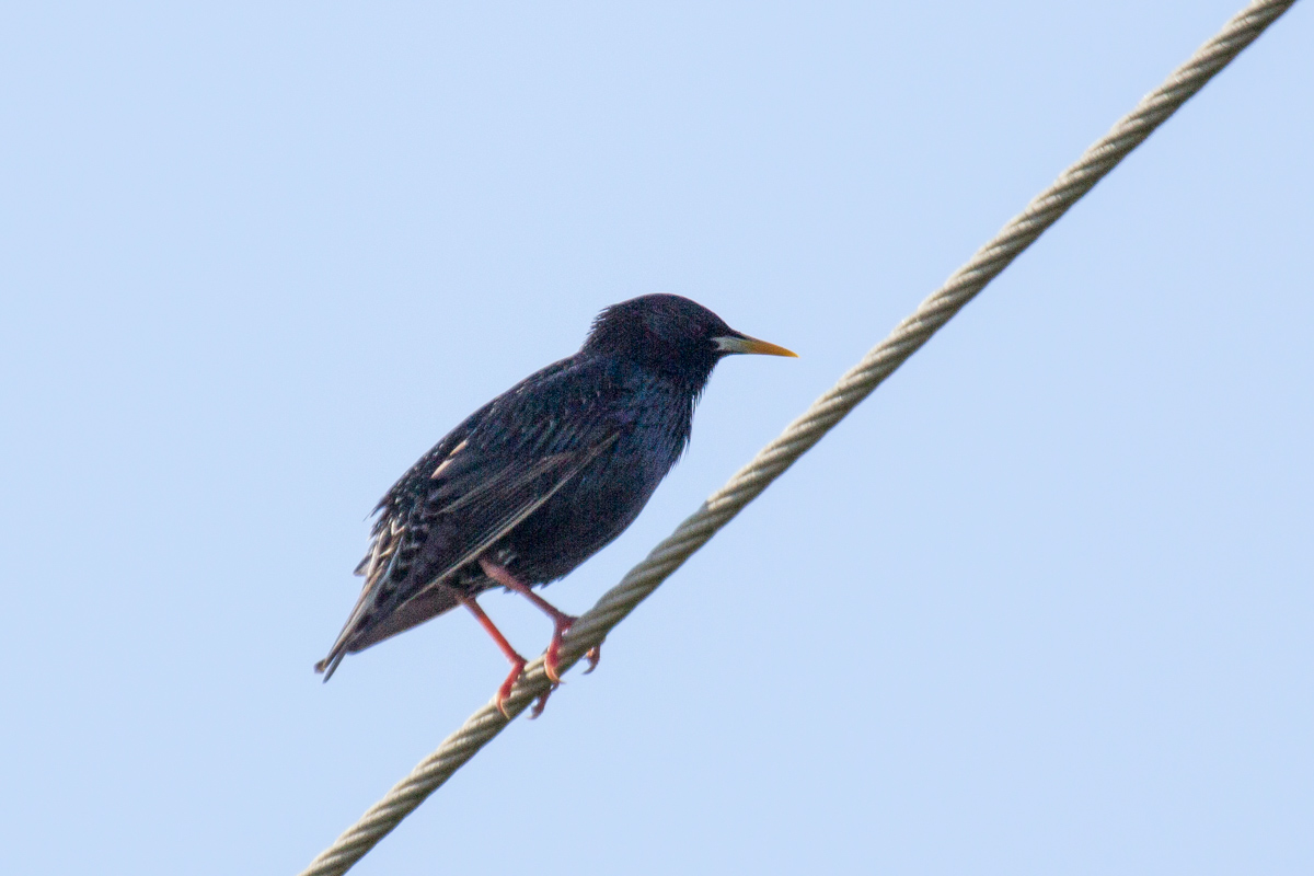 06 - European Starling
