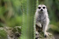 Meerkat