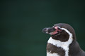 Mr. Penguin