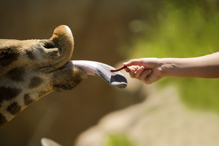 Feeding